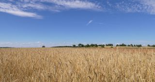 Link to Video | landscape, Saarland, summer, Germany, Saar-Hunsrück Nature Park, Saarlouis, Saargau