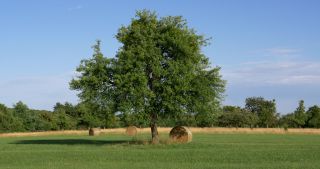 Link zum Video | Landschaft, Saarland, Sommer, Deutschland, Naturpark Saar-Hunsrück, Landkreis Saarlouis, Saargau