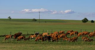 Link to Video | landscape, Saarland, summer, Germany, Saar-Hunsrück Nature Park, Saarlouis, Saargau