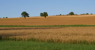Link zum Video | Landschaft, Saarland, Sommer, Deutschland, Naturpark Saar-Hunsrück, Landkreis Saarlouis, Saargau