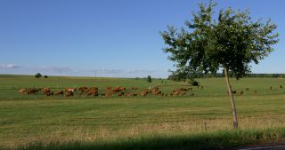 Link to Video | landscape, Saarland, summer, Germany, Saar-Hunsrück Nature Park, Saarlouis, Saargau