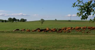 Link to Video | landscape, Saarland, summer, Germany, Saar-Hunsrück Nature Park, Saarlouis, Saargau