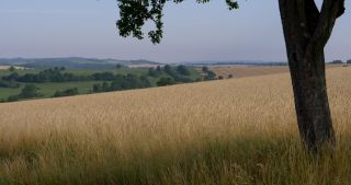 Link to Video | landscape, Saarland, summer, Germany, Saar-Hunsrück Nature Park, Saarlouis, Saargau