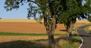 Link to Video | landscape, Saarland, summer, Germany, Saar-Hunsrück Nature Park, Saarlouis, Saargau