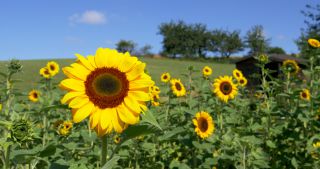 Link to Video | Saarland, common sunflower, Germany