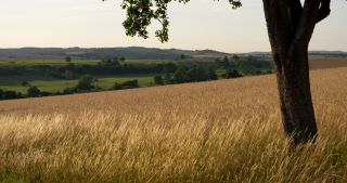 Link to Video | landscape, Saarland, summer, Germany, Saar-Hunsrück Nature Park, Saarlouis, Saargau