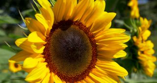 Link zum Video | Saarland, Sonnenblume, Deutschland