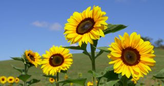 Link zum Video | Saarland, Sonnenblume, Deutschland