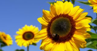 Link zum Video | Saarland, Sonnenblume, Deutschland