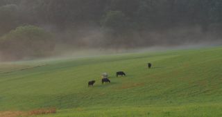 Link to Video | landscape, Saarland, summer, Germany, Saar-Hunsrück Nature Park, Tholey, St. Wendel