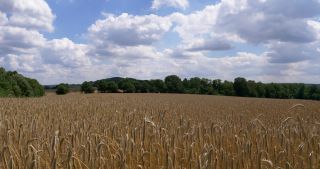 Link zum Video | Landschaft, Saarland, Sommer, ländlicher Raum, Deutschland, Naturpark Saar-Hunsrück, St. Wendel, Landkreis St. Wendel