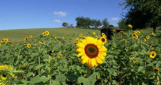 Link to Video | Saarland, common sunflower, Germany