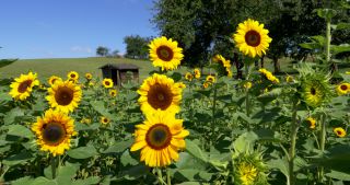 Link to Video | Saarland, common sunflower, Germany