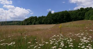 Link to Video | landscape, Saarland, summer, rural area, Germany, Saar-Hunsrück Nature Park, Sankt Wendel, St. Wendel