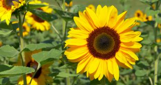 Link zum Video | Saarland, Sonnenblume, Deutschland