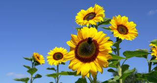 Link to Video | Saarland, common sunflower, Germany