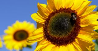 Link to Video | Saarland, common sunflower, Germany