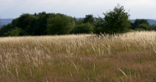 Link zum Video | Landschaft, Saarland, Sommer, Deutschland, Naturpark Saar-Hunsrück, Tholey, Landkreis St. Wendel