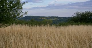 Link to Video | landscape, Saarland, summer, Germany, Saar-Hunsrück Nature Park, Tholey, St. Wendel