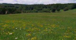 Link to Video | landscape, Saarland, summer, rural area, Germany, Saar-Hunsrück Nature Park, Sankt Wendel, St. Wendel