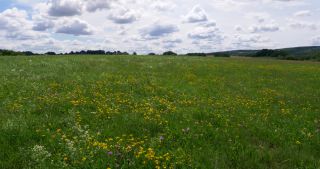Link zum Video | Landschaft, Saarland, Sommer, ländlicher Raum, Deutschland, Naturpark Saar-Hunsrück, St. Wendel, Landkreis St. Wendel