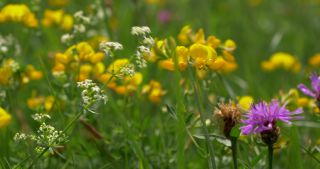 Link to Video | landscape, Saarland, summer, rural area, Germany, Saar-Hunsrück Nature Park, Sankt Wendel, St. Wendel