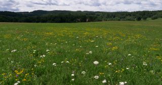 Link to Video | landscape, Saarland, summer, rural area, Germany, Saar-Hunsrück Nature Park, Sankt Wendel, St. Wendel