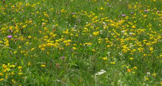 Link to Video | landscape, Saarland, summer, rural area, Germany, Saar-Hunsrück Nature Park, Sankt Wendel, St. Wendel