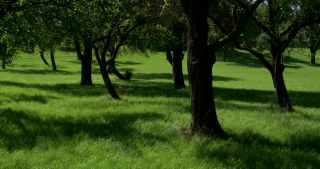 Link to Video | landscape, Saarland, summer, Germany, Saar-Hunsrück Nature Park, Perl, Merzig-Wadern