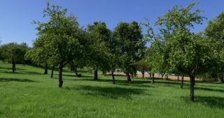 Link zum Video | Landschaft, Saarland, Sommer, Deutschland, Naturpark Saar-Hunsrück, Perl, Landkreis Merzig-Wadern