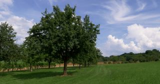 Link to Video | landscape, Saarland, summer, Germany, Saar-Hunsrück Nature Park, Perl, Merzig-Wadern