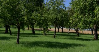 Link to Video | landscape, Saarland, summer, Germany, Saar-Hunsrück Nature Park, Perl, Merzig-Wadern