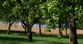 Link to Video | landscape, Saarland, summer, Germany, Saar-Hunsrück Nature Park, Perl, Merzig-Wadern