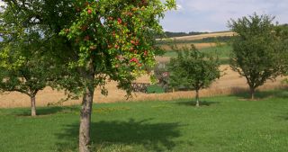 Link to Video | landscape, Saarland, summer, Germany, Saar-Hunsrück Nature Park, Perl, Merzig-Wadern