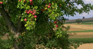 Link zum Video | Landschaft, Saarland, Sommer, Deutschland, Naturpark Saar-Hunsrück, Perl, Landkreis Merzig-Wadern