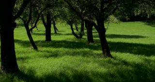Link to Video | landscape, Saarland, summer, Germany, Saar-Hunsrück Nature Park, Perl, Merzig-Wadern