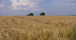 Link zum Video | Landschaft, Saarland, Sommer, Deutschland, Naturpark Saar-Hunsrück, Perl, Landkreis Merzig-Wadern
