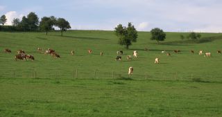Link to Video | landscape, 2017, Rhineland-Palatinate, summer, rural area, Germany, Saar-Hunsrück Nature Park, Saarburg, Trier-Saarburg, Saargau