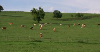 Link zum Video | Landschaft, 2017, Rheinland-Pfalz, Sommer, ländlicher Raum, Deutschland, Naturpark Saar-Hunsrück, Verbandsgemeinde Saarburg, Landkreis Trier-Saarburg, Saargau