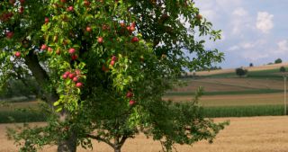 Link zum Video | Landschaft, Saarland, Sommer, Deutschland, Naturpark Saar-Hunsrück, Perl, Landkreis Merzig-Wadern
