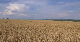 Link to Video | landscape, Saarland, summer, Germany, Saar-Hunsrück Nature Park, Perl, Merzig-Wadern