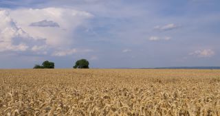 Link to Video | landscape, Saarland, summer, Germany, Saar-Hunsrück Nature Park, Perl, Merzig-Wadern
