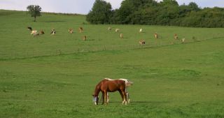 Link to Video | landscape, 2017, Rhineland-Palatinate, summer, rural area, Germany, Saar-Hunsrück Nature Park, Saarburg, Trier-Saarburg, Saargau