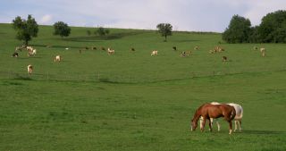 Link zum Video | Landschaft, 2017, Rheinland-Pfalz, Sommer, ländlicher Raum, Deutschland, Naturpark Saar-Hunsrück, Verbandsgemeinde Saarburg, Landkreis Trier-Saarburg, Saargau