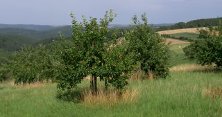 Link to Video | landscape, 2017, Rhineland-Palatinate, summer, rural area, Germany, Saar-Hunsrück Nature Park, Saarburg, Trier-Saarburg, Saargau