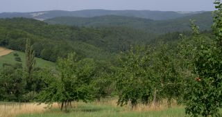 Link to Video | landscape, 2017, Rhineland-Palatinate, summer, rural area, Germany, Saar-Hunsrück Nature Park, Saarburg, Trier-Saarburg, Saargau