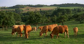 Link to Video | landscape, 2017, Rhineland-Palatinate, summer, rural area, Germany, Saar-Hunsrück Nature Park, Saarburg, Limousin, Trier-Saarburg