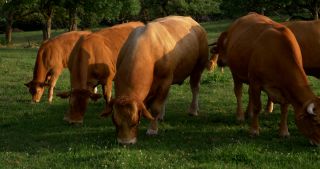 Link to Video | landscape, 2017, Rhineland-Palatinate, summer, rural area, Germany, Saar-Hunsrück Nature Park, Saarburg, Limousin, Trier-Saarburg