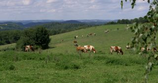 Link to Video | landscape, Saarland, summer, Germany, Saar-Hunsrück Nature Park, 4K resolution, 2017, Losheim am See, Merzig-Wadern