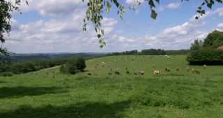 Link to Video | landscape, Saarland, summer, Germany, Saar-Hunsrück Nature Park, 4K resolution, 2017, Losheim am See, Merzig-Wadern